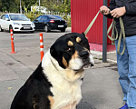 Собаки в Москве: Большой, но добрый великан. Мальчик, 10 руб. - фото 5