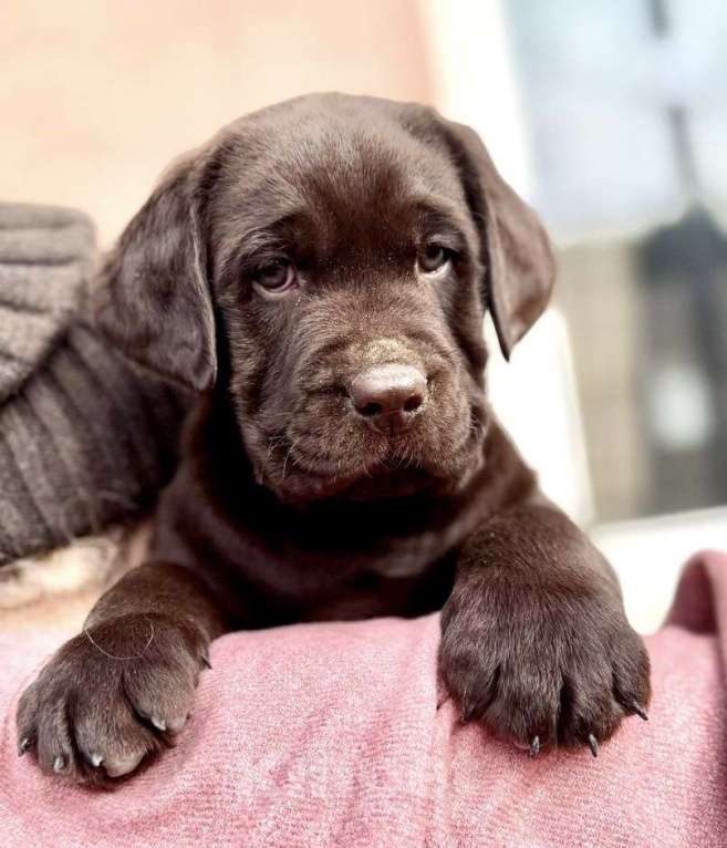 Собаки в Екатеринбурге: Питомник щенков лабрадор ретривер Мальчик, Бесплатно - фото 1