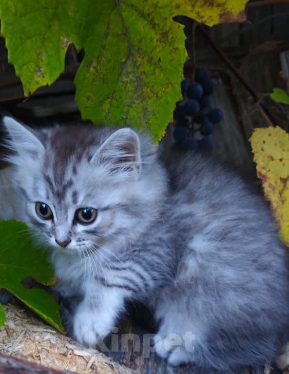 Кошки в Москве: Котёнок в добрые руки Девочка, Бесплатно - фото 2