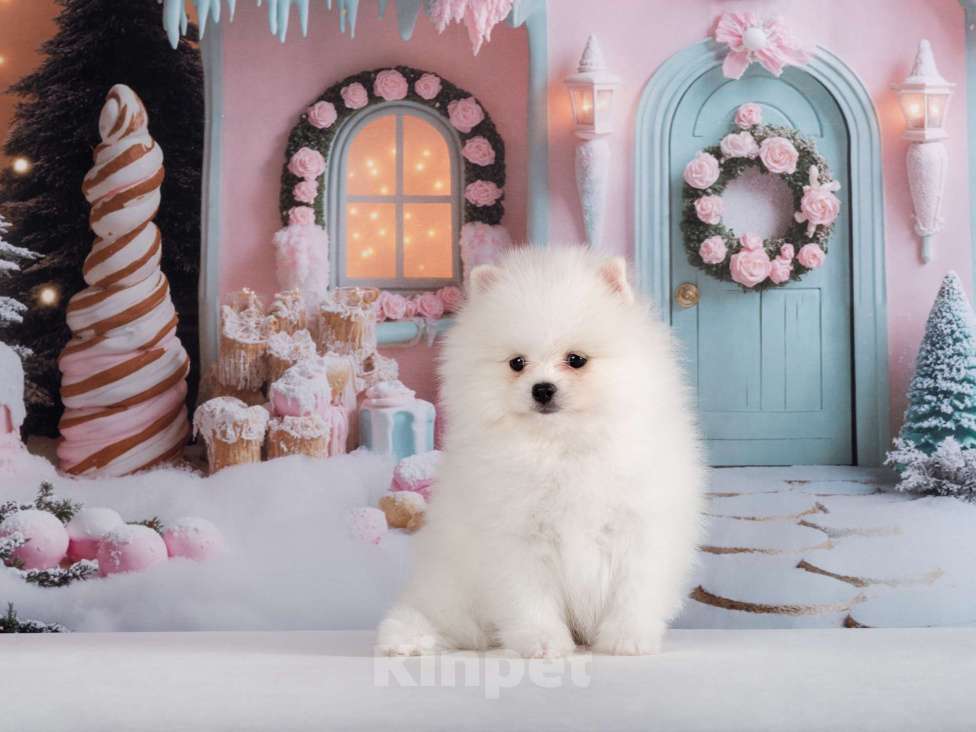 Собаки в Москве: Немецкий шпиц, щенок Мальчик, 75 000 руб. - фото 1