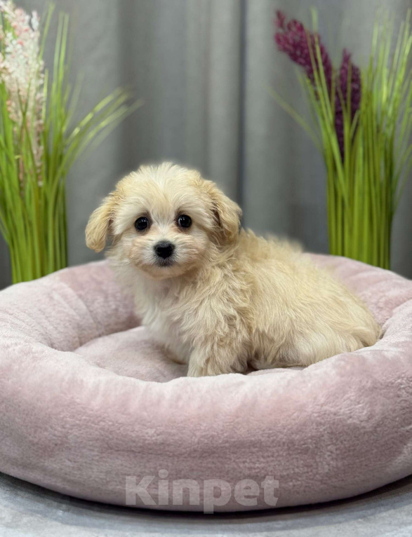 Собаки в Москве: Мальтипу девочка 2 Девочка, 180 000 руб. - фото 2