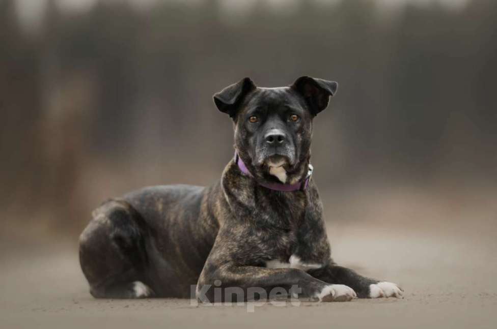 Собаки в Москве: Грозная снаружи но добрая внутри Кора Девочка, Бесплатно - фото 5