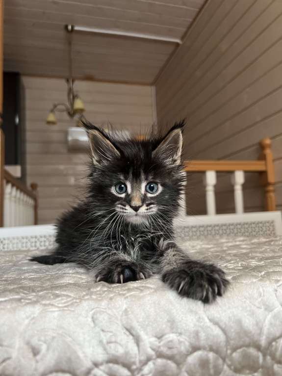 Кошки в Москве: Мейн-Кун мальчишка Мальчик, 65 000 руб. - фото 1