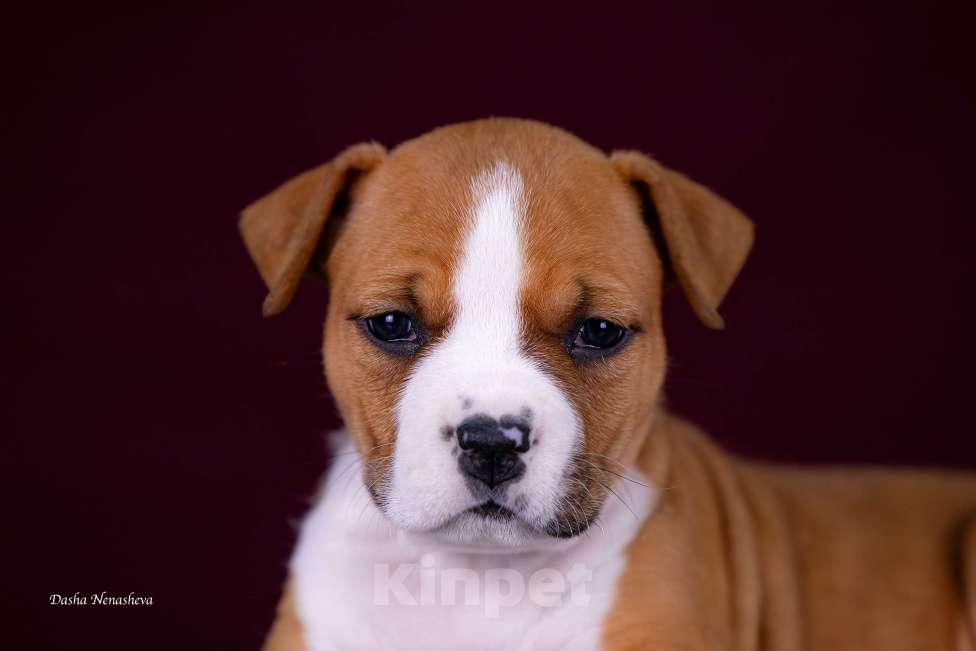 Собаки в других городах Московской области: Американского стаффордширского терьера щенки Девочка, 120 000 руб. - фото 4