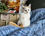 Кошки в Старом Купавне: Котята Мальчик, Бесплатно - фото 3