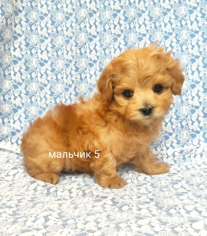 Собаки в Москве: мальтипу мальчик F1 мини Мальчик, 90 000 руб. - фото 2