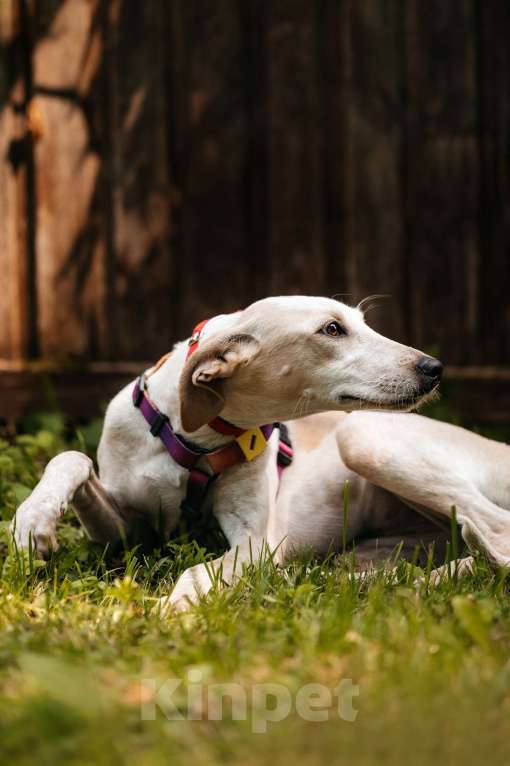 Собаки в Москве: Метис уиппета Латифа в добрые руки Девочка, 1 руб. - фото 7