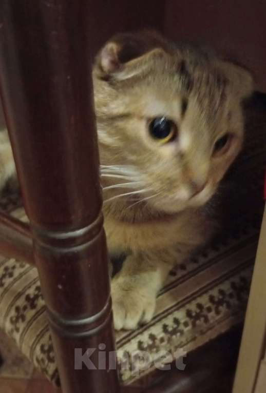 Кошки в Санкт-Петербурге: Ласковее и добрее кошечек не бывает Девочка, 100 руб. - фото 4