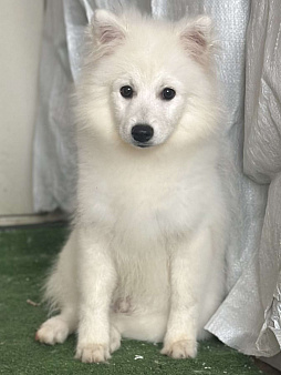 Бисо Родоначальник Из Воронцовского Дворца 