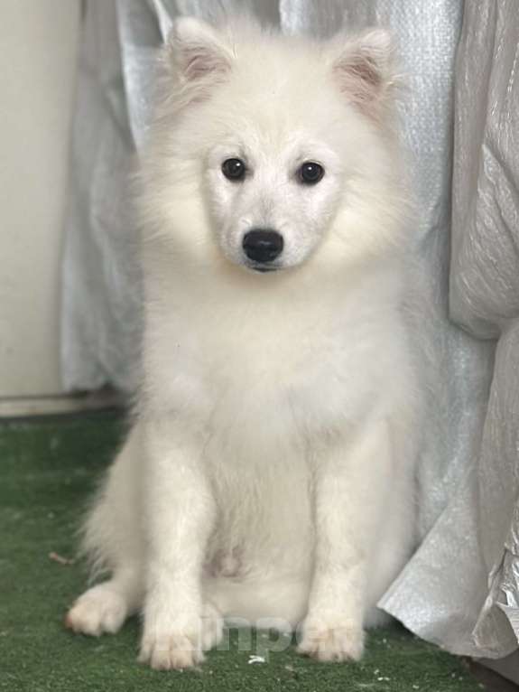 Собаки в Москве: Бисо Родоначальник Из Воронцовского Дворца  Мальчик, 70 000 руб. - фото 1