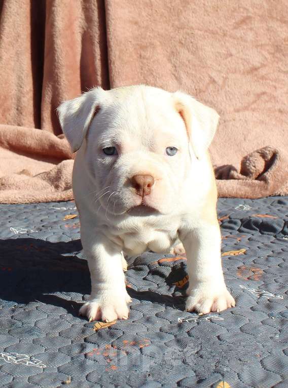 Собаки в Канске: булли-дети Мальчик, 70 000 руб. - фото 9