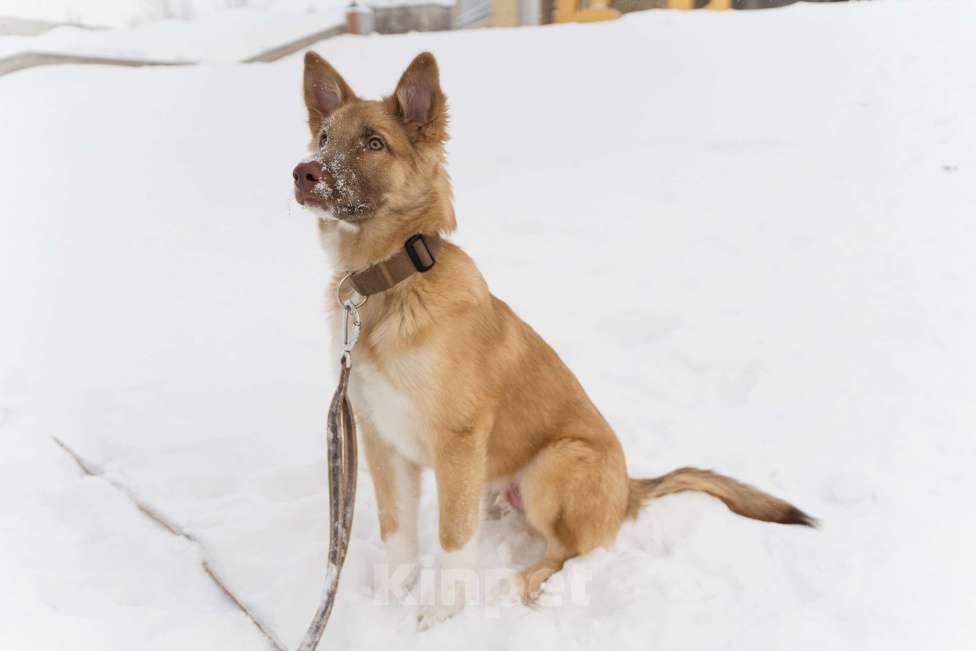 Собаки в Екатеринбурге: Филя ищёт дом! Мальчик, Бесплатно - фото 4
