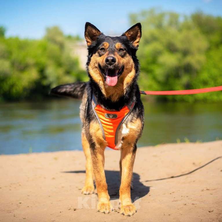 Собаки в Москве: Дина Девочка, Бесплатно - фото 5