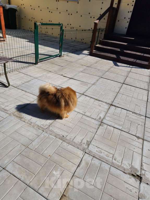 Собаки в Москве: Шпиц померанский яркая девочка померанского шпица питомник Ркф Девочка, 10 000 руб. - фото 2