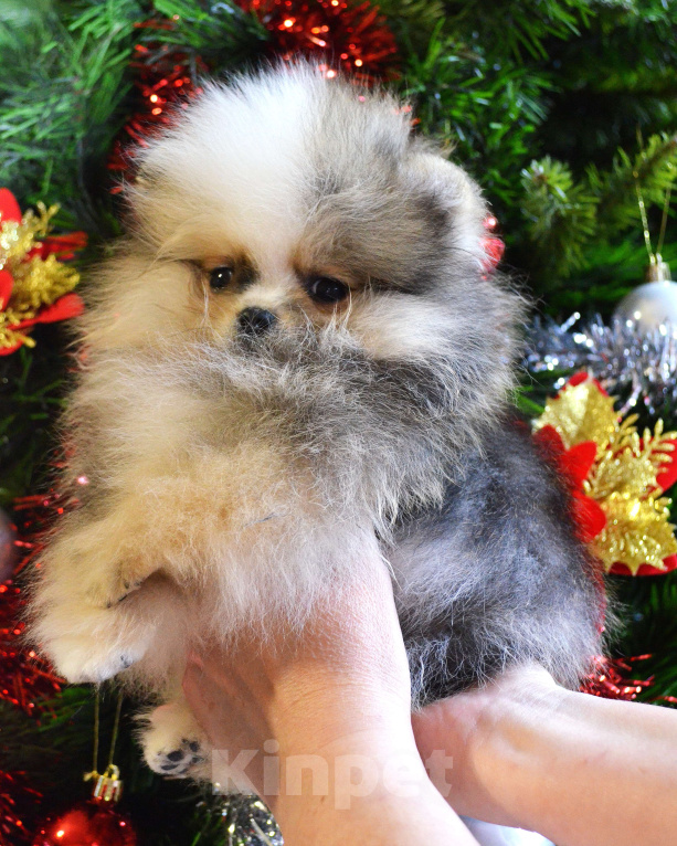 Собаки в Бийске: Щенки померанского щенка Мальчик, 50 000 руб. - фото 6