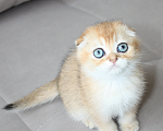 Кошки в Чебоксарах: Шотландский вислоухий котик Мальчик, 15 000 руб. - фото 2