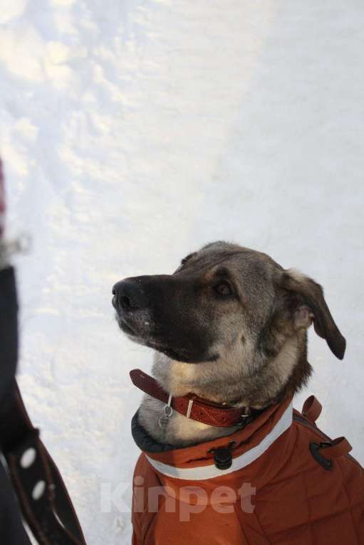 Собаки в Балашихе: Ласковая молодая собака в добрые руки. Москва и МО Девочка, Бесплатно - фото 3