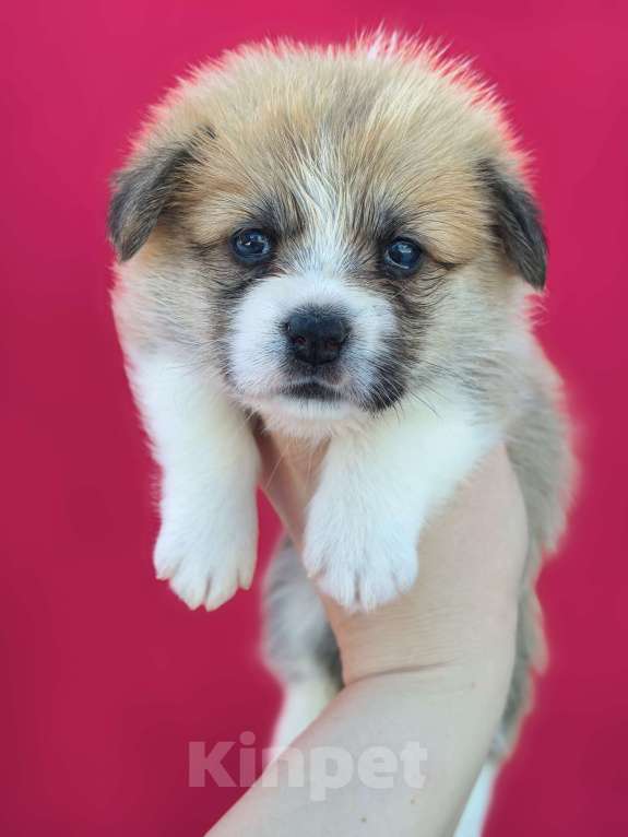 Собаки в Москве: Девочка вельш корги пемброк Девочка, 60 000 руб. - фото 1