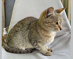 Кошки в Казани: Спокойная девочка-котёнок 6-11 месяцев ищет хозяев г. Казань 🐈 Девочка, Бесплатно - фото 1