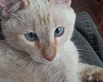 Кошки в Белебее: Пропал кот(почти год), жил в деревне Екатериновка( Башкирия)  Мальчик, Бесплатно - фото 6