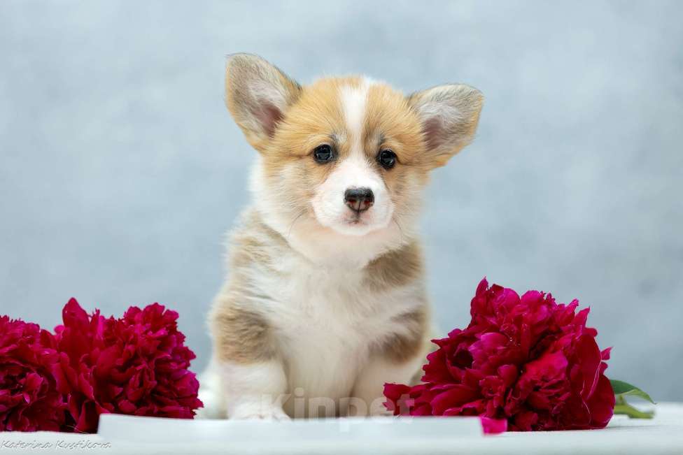 Собаки в Москве: Сука вельш-корги пемброк Девочка, 100 000 руб. - фото 5