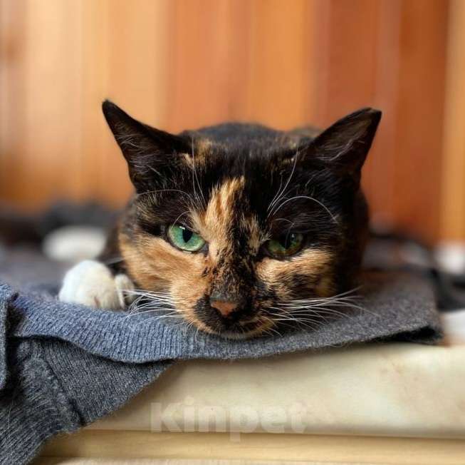 Кошки в Москве: Черепашка ищет дом Девочка, Бесплатно - фото 1