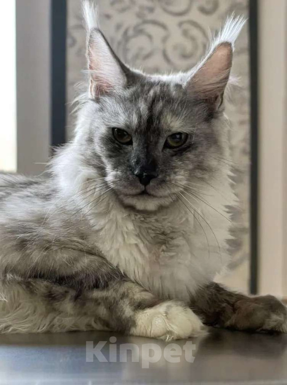 Кошки в Москве: ДЕВЧУШКА НА ВЫДАНЬЕ ИЗ ПИТОМНИКА Девочка, 30 000 руб. - фото 1