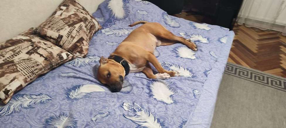 Собаки в Санкт-Петербурге: Харди в добрые руки. Мальчик, Бесплатно - фото 4