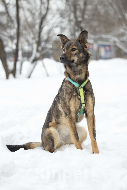 Собаки в Москве: Миниатюрная Мята в поисках заботливой семьи Девочка, Бесплатно - фото 6
