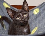 Кошки в Калуге: Черный Перчик. Классный котенок в добрые руки. Мальчик, Бесплатно - фото 1