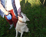 Собаки в Бронницах: Хаски ищет хозяина Девочка, Бесплатно - фото 2