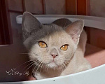 Кошки в Краснодаре: Котёнок Европейская Бурма Девочка, 60 000 руб. - фото 1