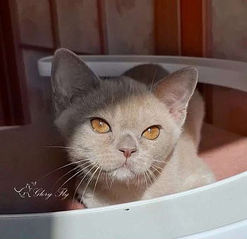 Котёнок Европейская Бурма