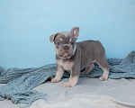 Собаки в Самаре: Щенок французского бульдога серый Мальчик, Бесплатно - фото 2