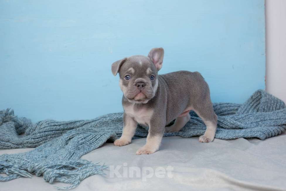 Собаки в Самаре: Щенок французского бульдога серый Мальчик, Бесплатно - фото 2