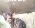 Кошки в Донецке: Котята Донского сфинкса Девочка, 15 000 руб. - фото 1