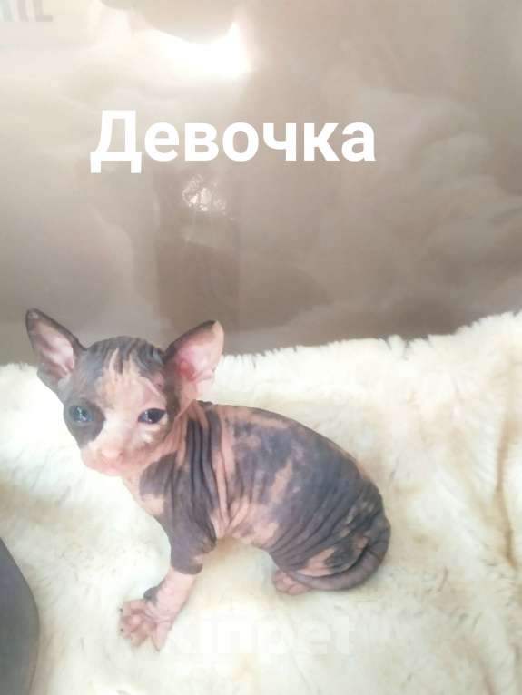 Кошки в Донецке: Котята Донского сфинкса Девочка, 15 000 руб. - фото 1