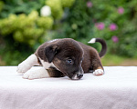 Собаки в Солнечногорске: Щенок-девочка в добрые руки Девочка, Бесплатно - фото 6