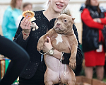 Собаки в Домодедово: Американский булли покет щенок Девочка, 100 000 руб. - фото 5