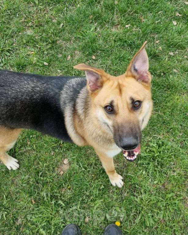 Собаки в Москве: Самый ласковый на свете пёс ищет дом! Мальчик, Бесплатно - фото 2