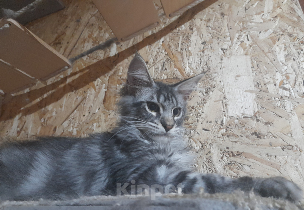 Кошки в Омске: Мейн-кун Девочка, 15 000 руб. - фото 2