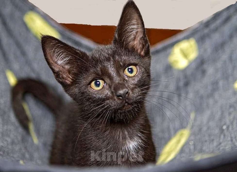 Кошки в Калуге: Черный Перчик. Классный котенок в добрые руки. Мальчик, Бесплатно - фото 1