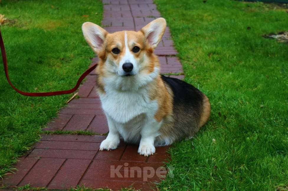 Собаки в Москве: Вельш-корги-пемброк щенки Девочка, 35 000 руб. - фото 6