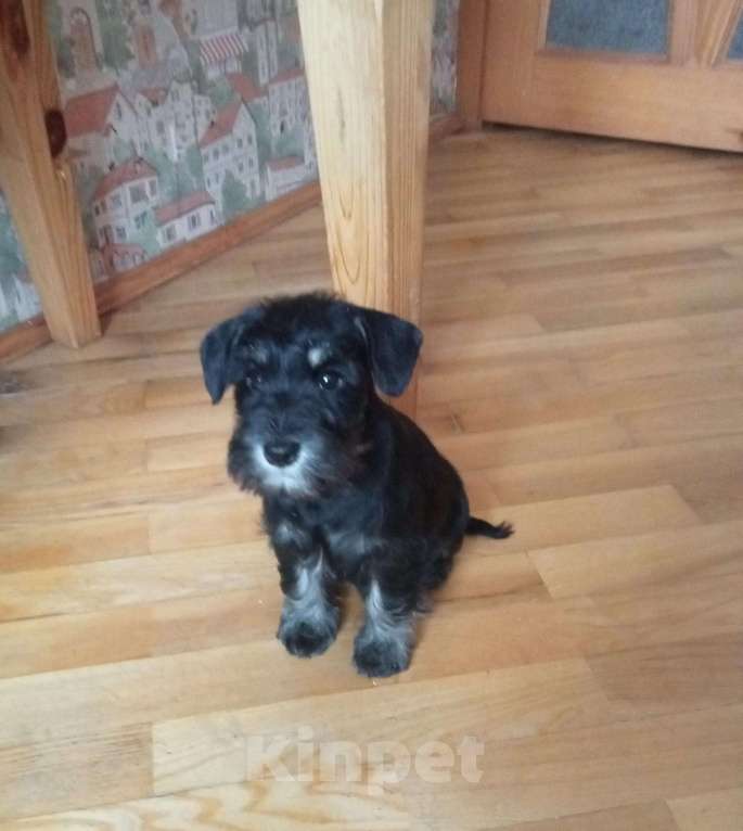 Собаки в Москве: Щенок цвергшнауцера Девочка, Бесплатно - фото 6