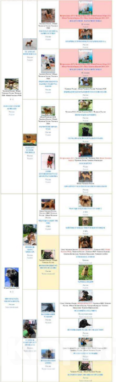 Собаки в Москве: Рыжий пти брабансон. Октябрь 2025 Мальчик, Бесплатно - фото 3