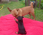 Собаки в Ступино: Ласковая девочка Девочка, 10 000 руб. - фото 5