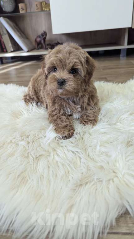 Собаки в Москве: Девочка мальтипу Девочка, 90 000 руб. - фото 1