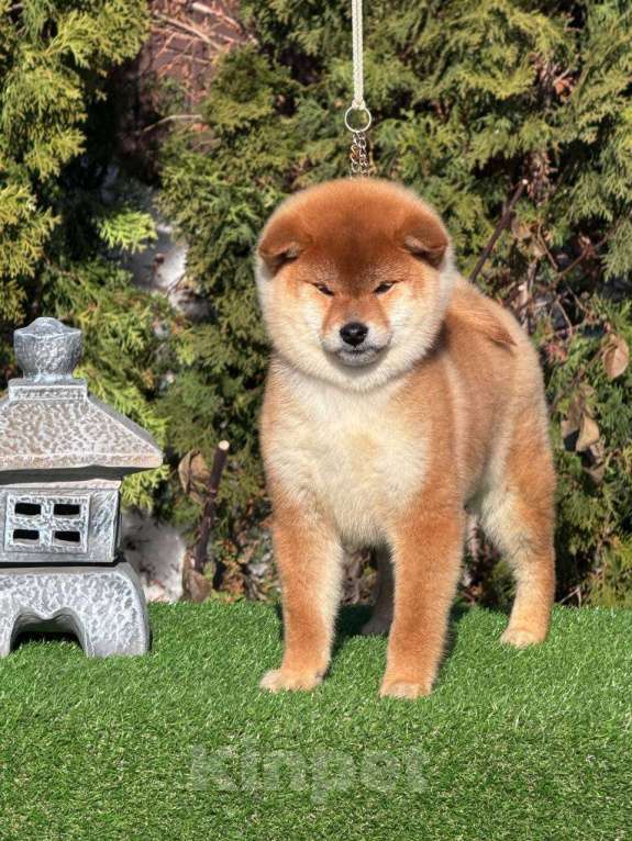 Собаки в Москве: Сиба-ину девочка Девочка, 60 000 руб. - фото 4