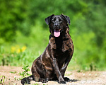 Собаки в Химках: Том в самые лучшие руки Мальчик, Бесплатно - фото 3