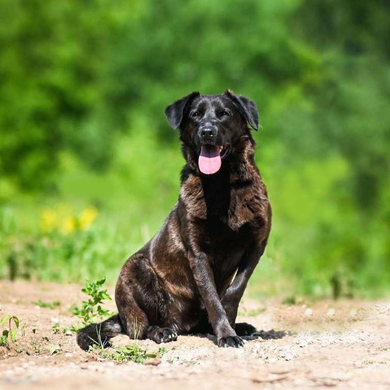 Собаки в Химках: Том в самые лучшие руки Мальчик, Бесплатно - фото 3